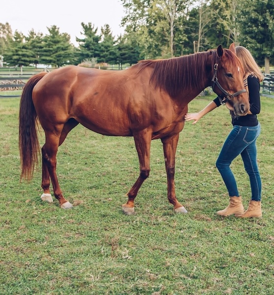 Horses Help2