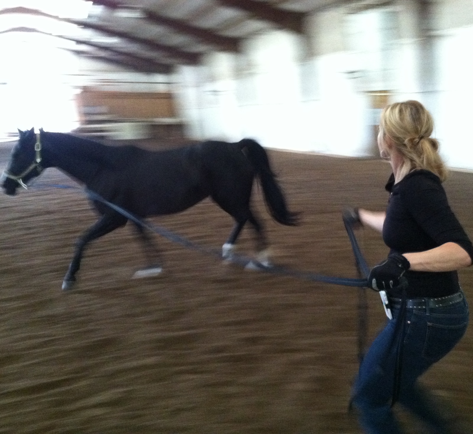 Safety Horses