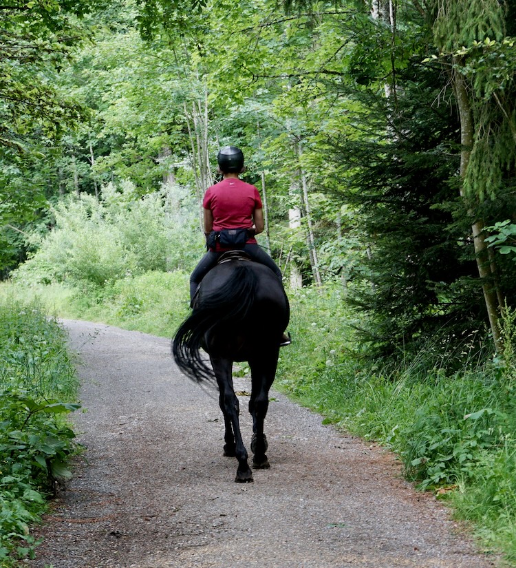 Horse on the Way copy